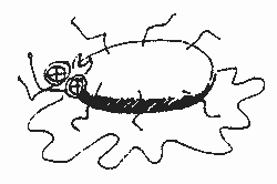 dead bug